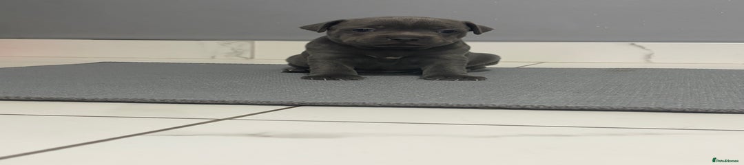 Staffordshire Bull Terrier Puppy 2