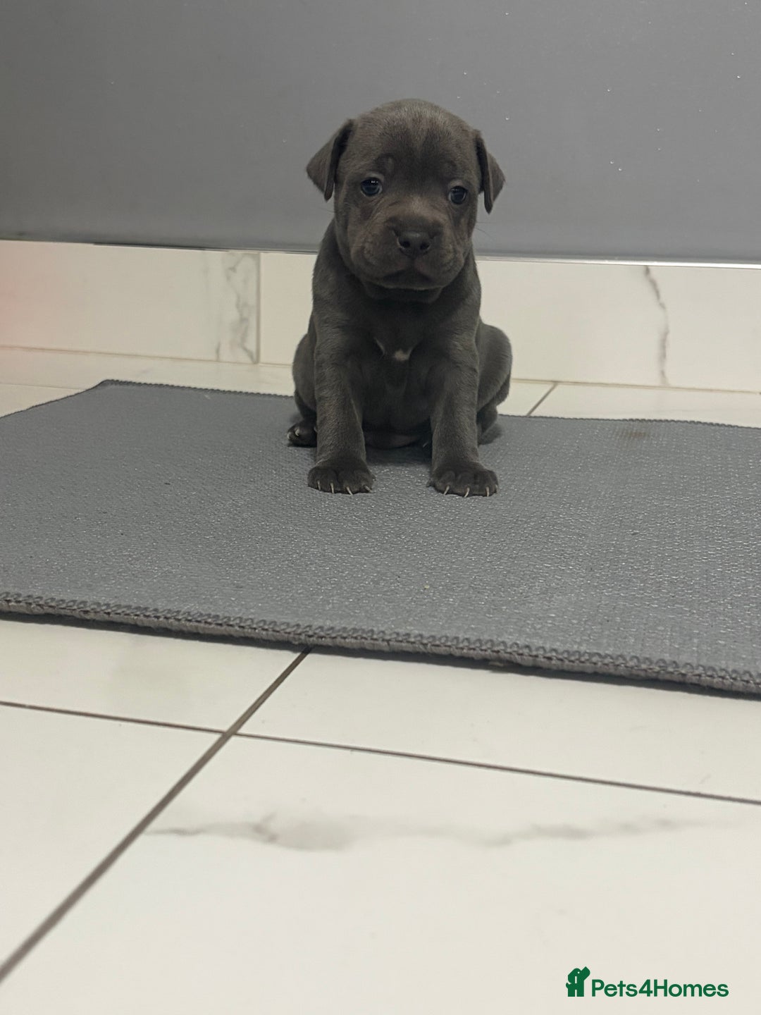 Staffordshire Bull Terrier dogs for sale: Blue staff puppies  - Image 5