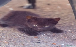 Mixed Breed cats for sale: healthy mixed kittens  - Image 6