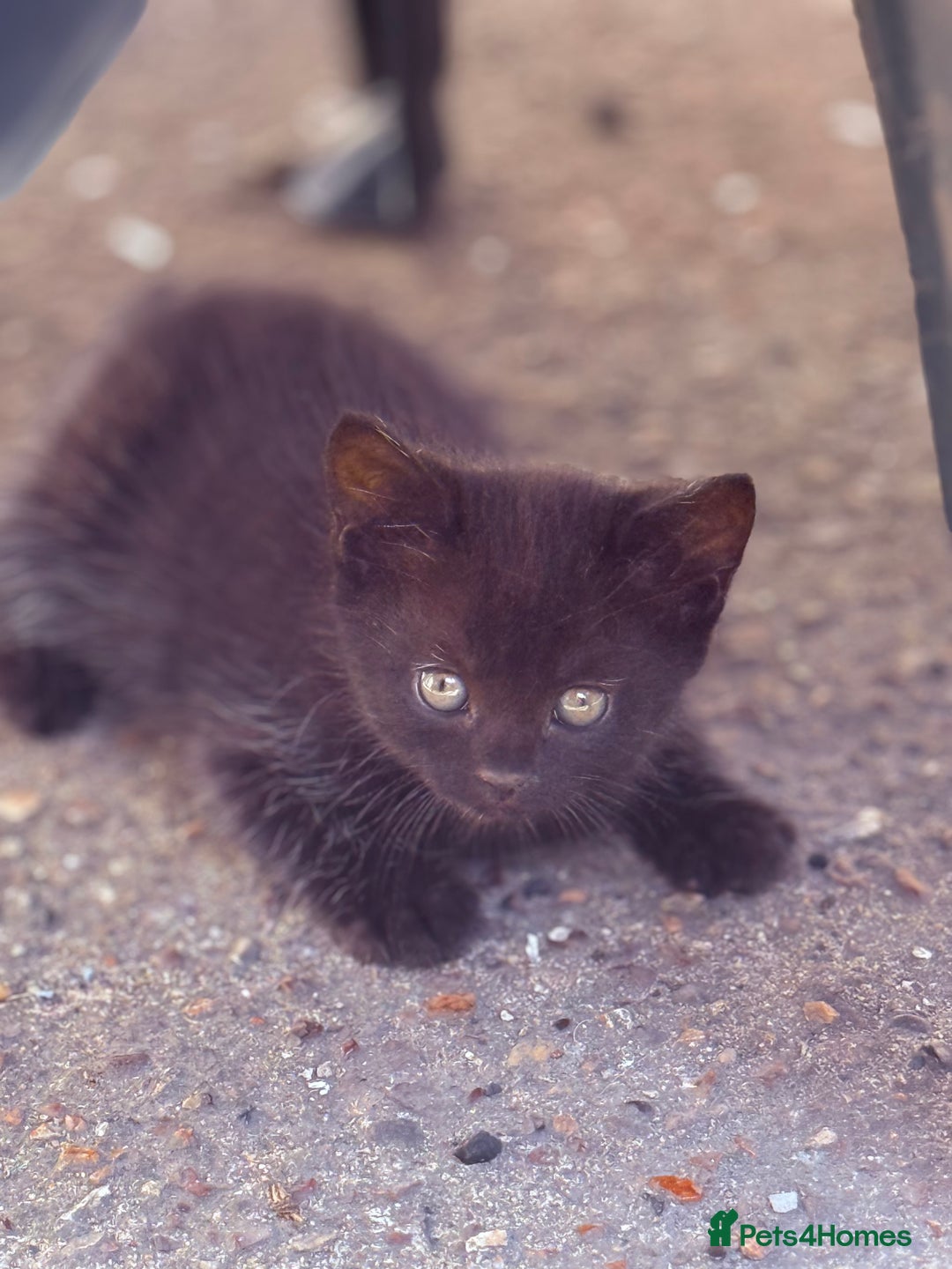 Mixed Breed cats for sale: healthy mixed kittens  - Image 6