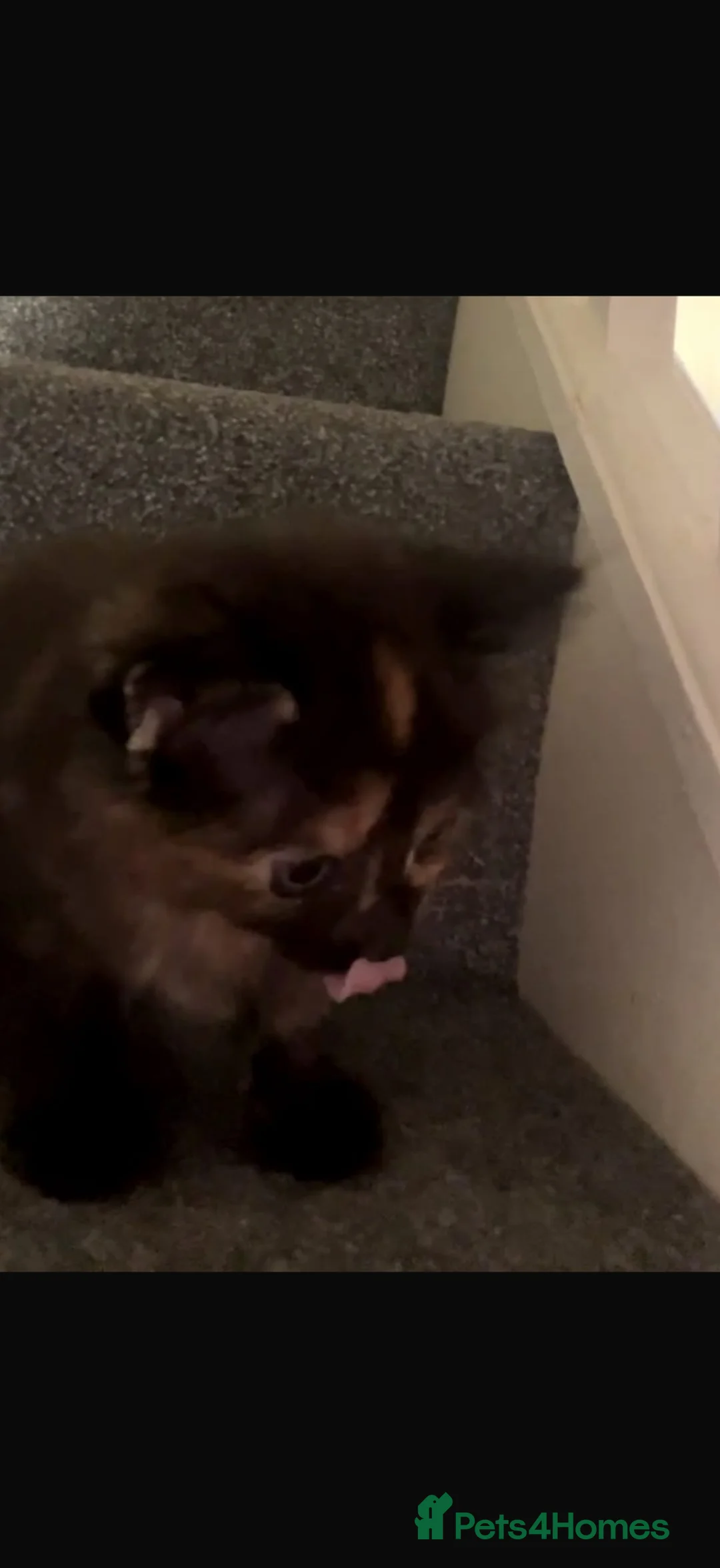 Mixed Breed cats for sale: 2 beautiful kittens - Advert 5