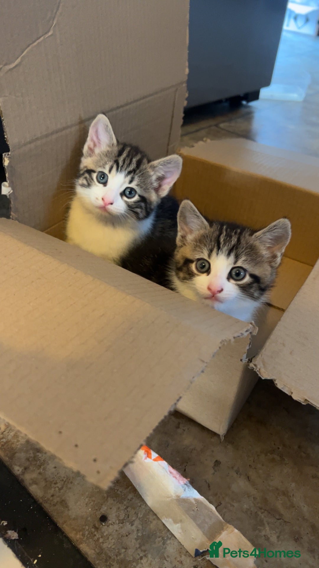 Domestic Shorthair cats for sale: Domestic short hair tabby kittens   - Advert 4