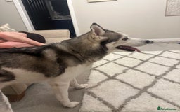 Siberian Husky dogs for sale: 6 year old Siberian Husky - Image 5