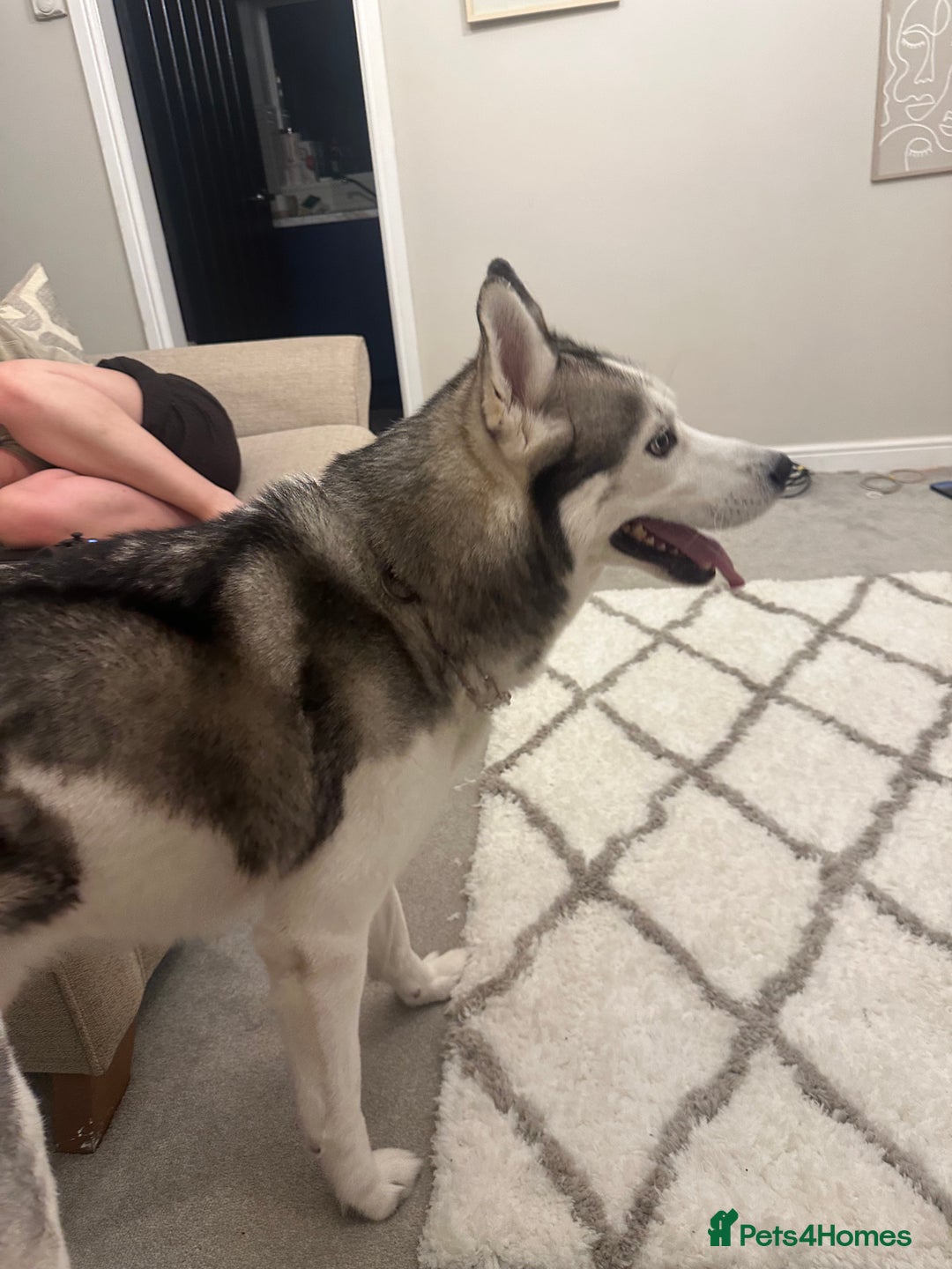 Siberian Husky dogs for sale: 6 year old Siberian Husky - Image 5