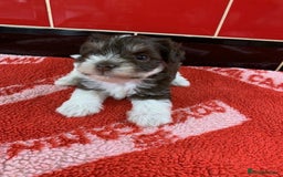 Miniature Schnauzer dogs for sale: 5* LICENSED KC MINI (TOY) SCHNAUZER LITTER - Advert 10