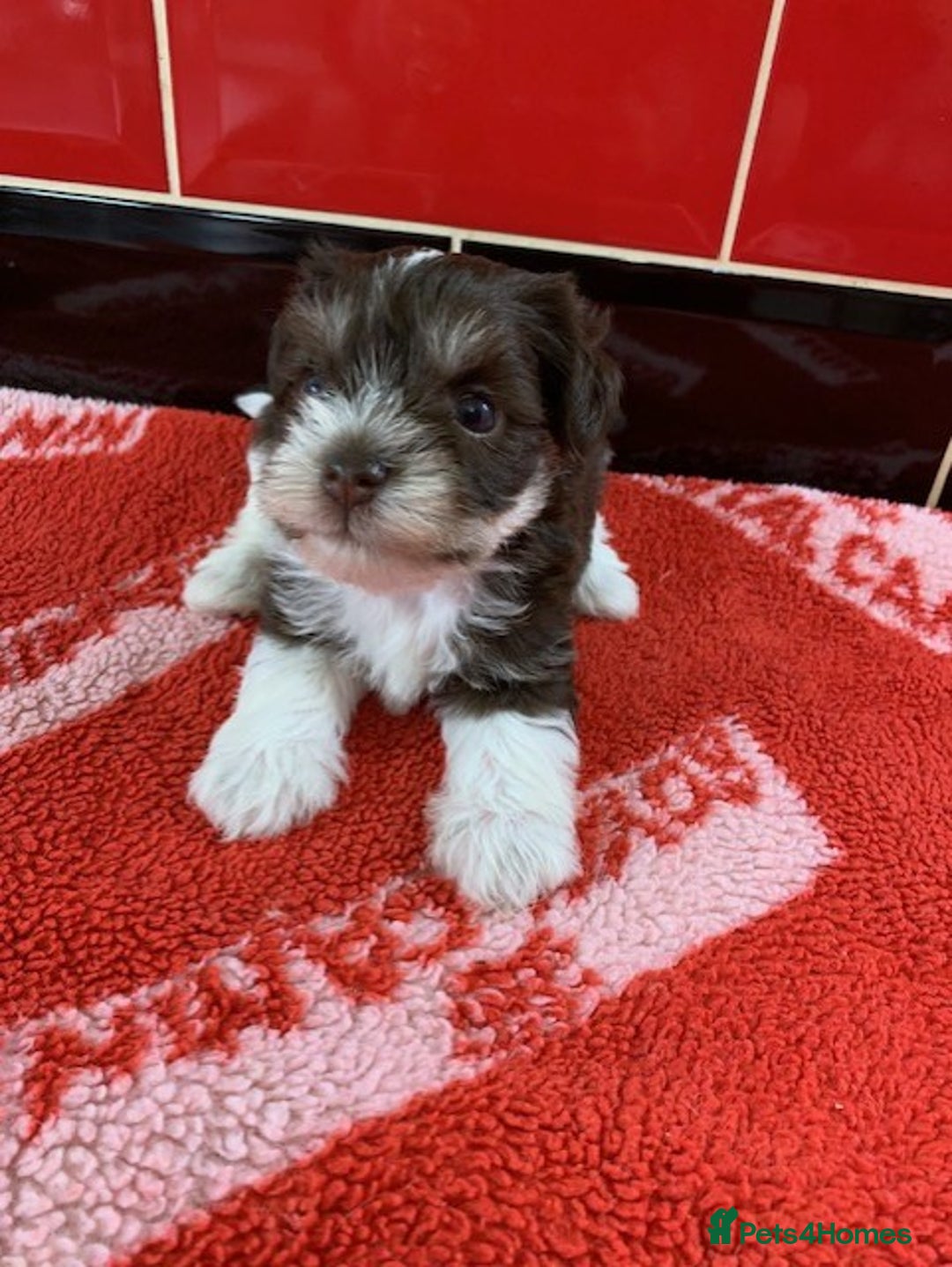 Miniature Schnauzer dogs for sale: 5* LICENSED KC MINI (TOY) SCHNAUZER LITTER - Advert 10