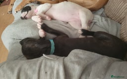 Staffordshire Bull Terrier dogs for sale: Staffie puppies for sale  - Image 27