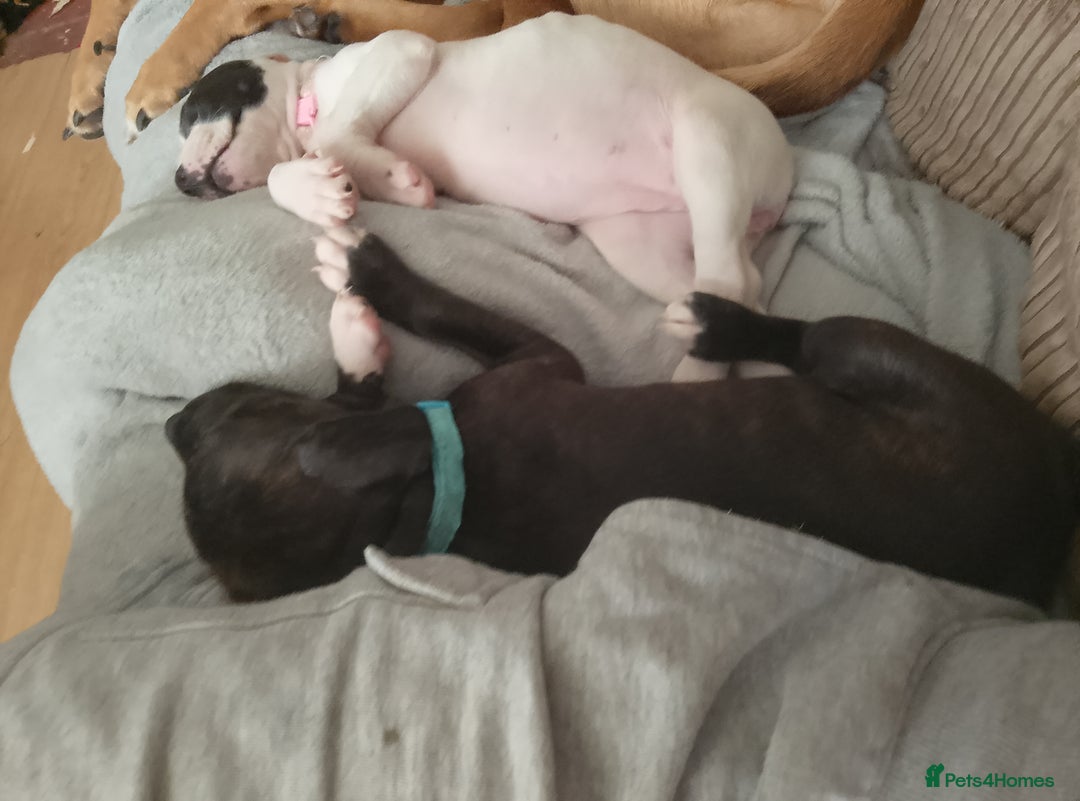 Staffordshire Bull Terrier dogs for sale: Staffie puppies for sale  - Image 27