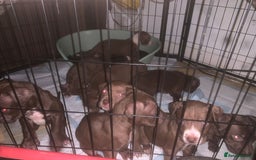 American Bully dogs for sale: Bully puppy’s   - Image 1