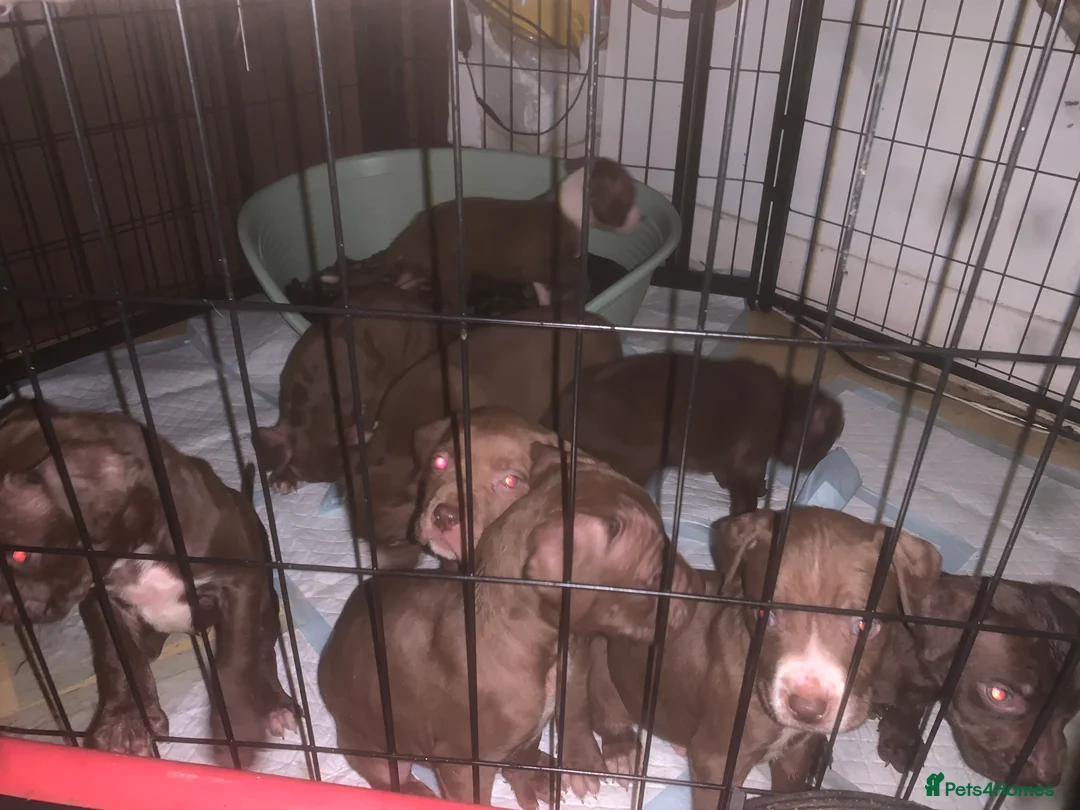 American Bully dogs for sale: Bully puppy’s   - Advert 1