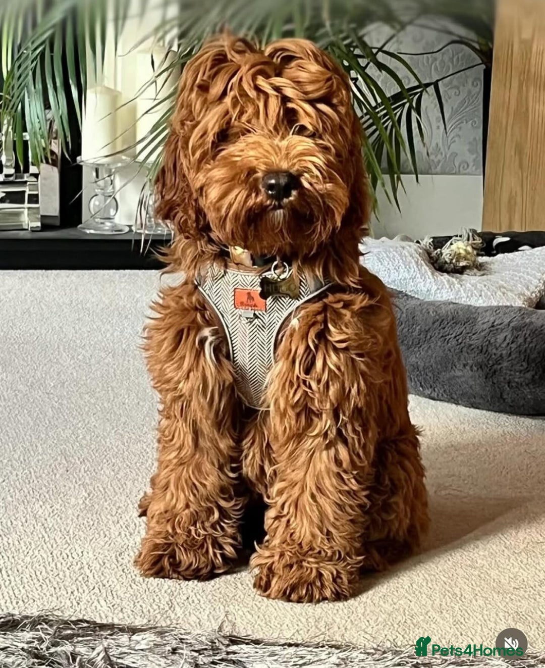 Cavapoo dogs for sale: Extensively Health Tested F1b Cavapoo Puppies  - Image 25