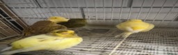 Mixed Breed birds for sale: Canaries, cockatiels budgies - Advert 1