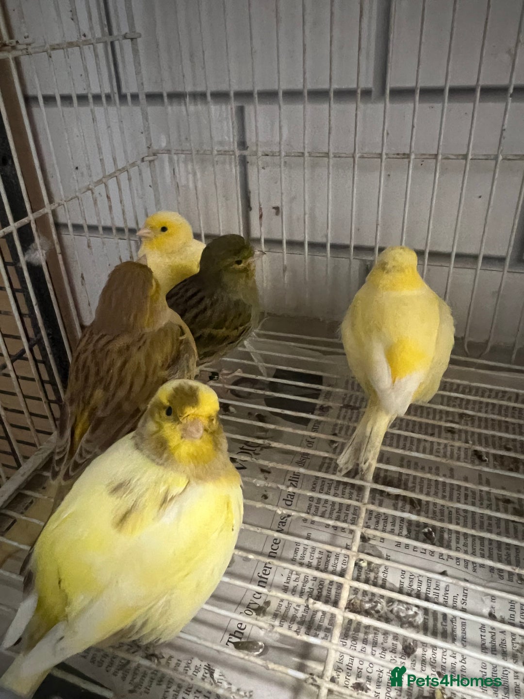Mixed Breed birds for sale: Canaries, cockatiels budgies - Advert 1
