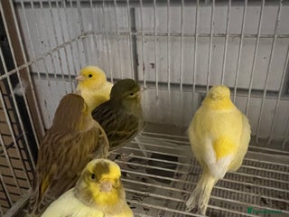 Mixed Breed birds Canaries, cockatiels budgies - Advert 4