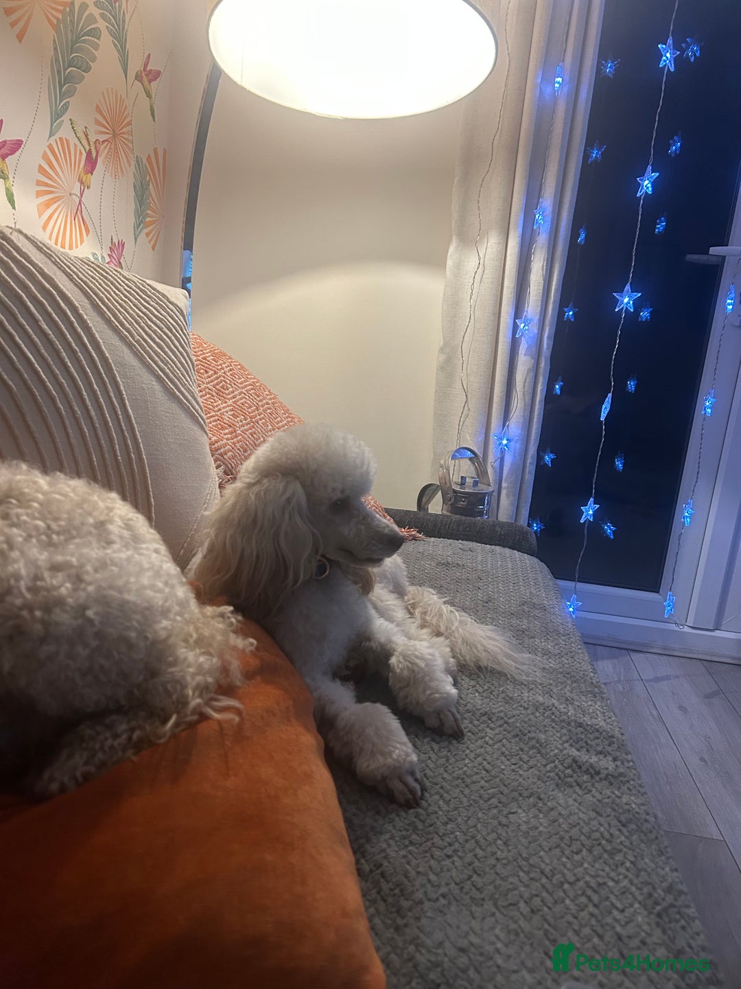 Toy Poodle dogs for stud: 🌙Monty Moonshine KC Café au Lait Toy Poodle Stud - Advert 7