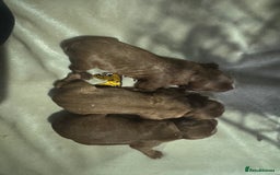 Cavapoo dogs for sale: Stunning Cavapoo boys  - Image 3