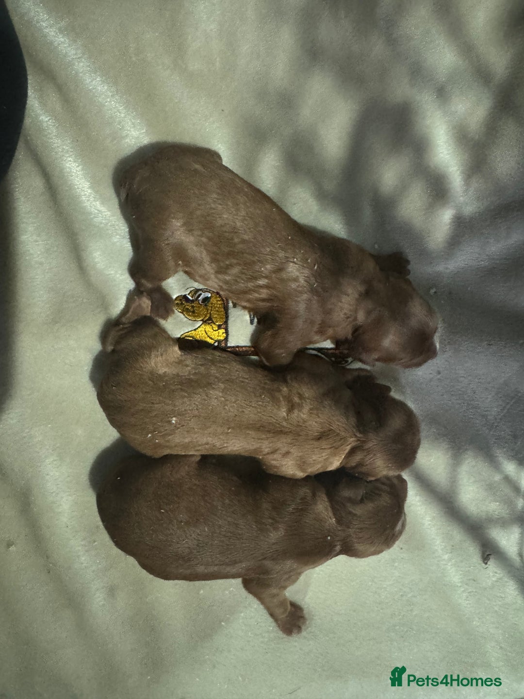 Cavapoo dogs for sale: Stunning Cavapoo boys  - Image 3