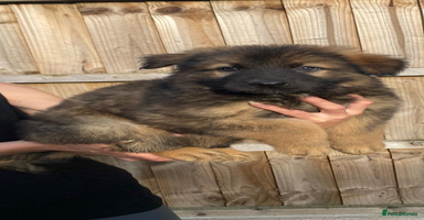 German Shepherd dogs - Advert 3