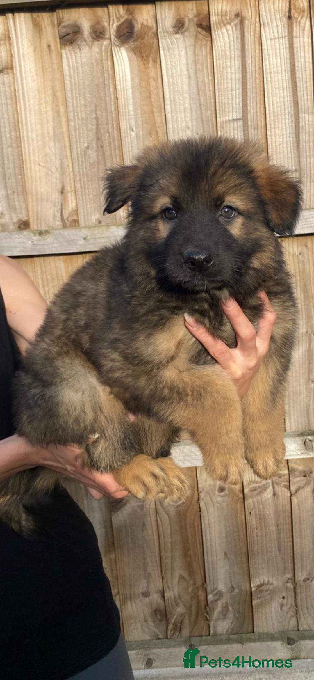 German Shepherd dogs for sale: German Shepard puppies  - Image 2