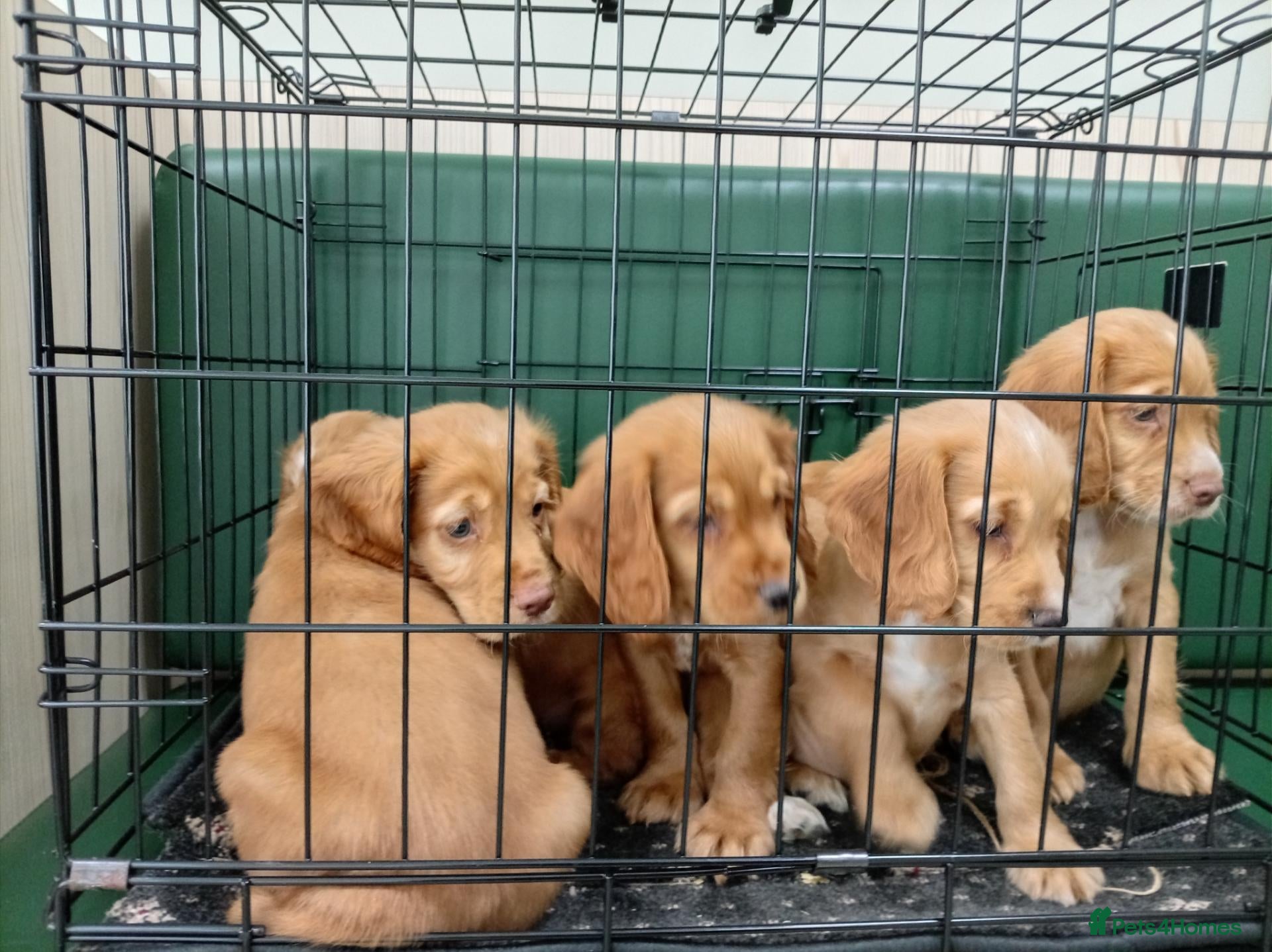Cocker Spaniel dogs Outstanding d, n, a cocker spaniels - Advert 3