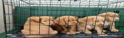 Cocker Spaniel dogs for sale: Outstanding d, n, a cocker spaniels in Bishop Auckland - Advert 3