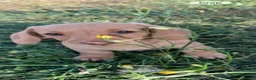 Miniature Dachshund dogs for sale: Gorgeous miniature smooth coated dachshunds  - Advert 2
