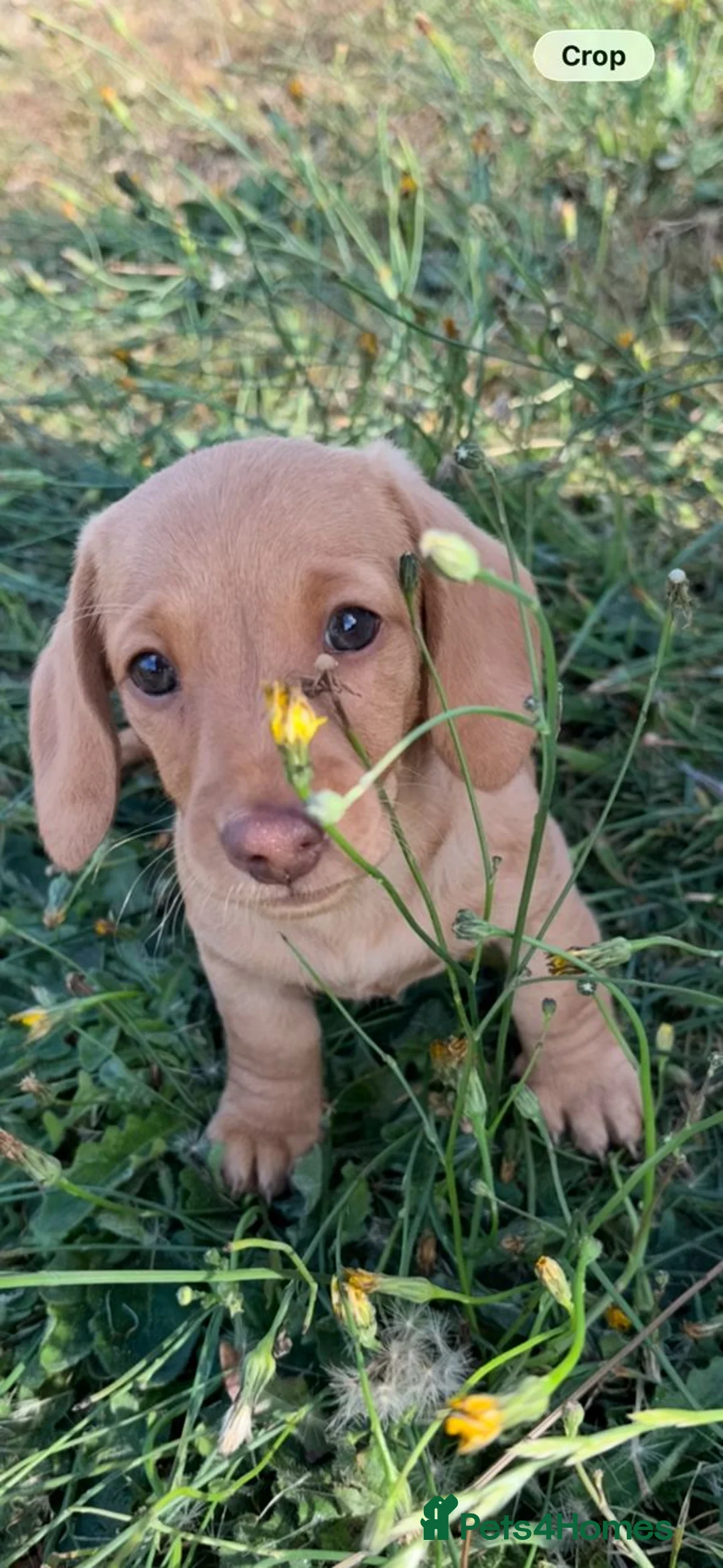 Miniature Dachshund dogs for sale: Gorgeous miniature smooth coated dachshunds  - Advert 2