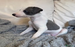 Whippet dogs for sale: KC Registered Blue Whippets - Image 25