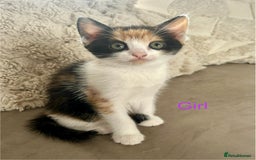Domestic Shorthair cats for sale: 4 beautiful kittens looking for forever homes  - Image 8