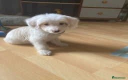 Bordoodle dogs for sale: 8 beutifull bordoodle puppys - Image 25