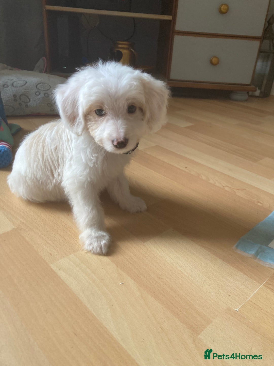 Bordoodle dogs for sale: 8 beutifull bordoodle puppys - Image 25