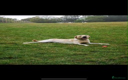 Labrador Retriever dogs for sale: Reggie, 2 year old male Labrador - Image 2