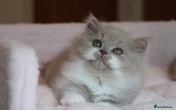 British Shorthair cats for sale: BSH/BLH Females TICA Reg  - Image 12