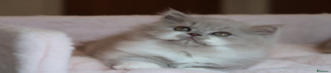 British longhair Kitten 2
