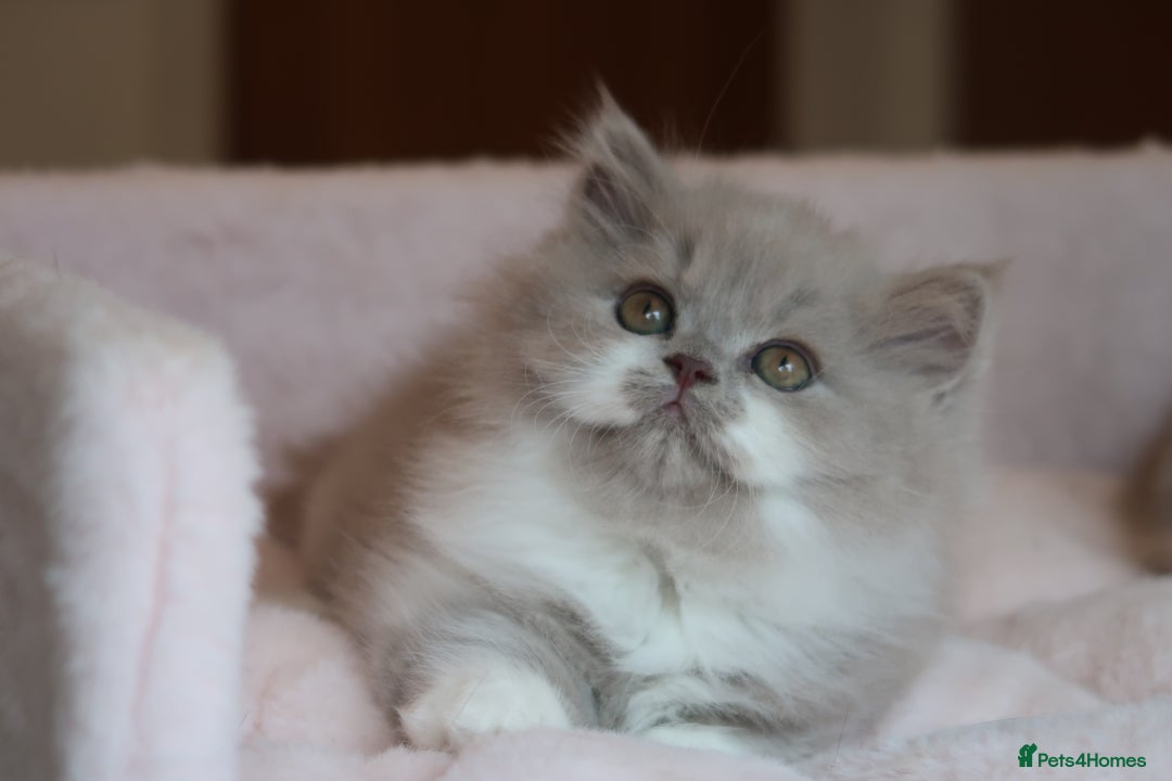 British Shorthair cats for sale: BSH/BLH Females TICA Reg  - Image 12