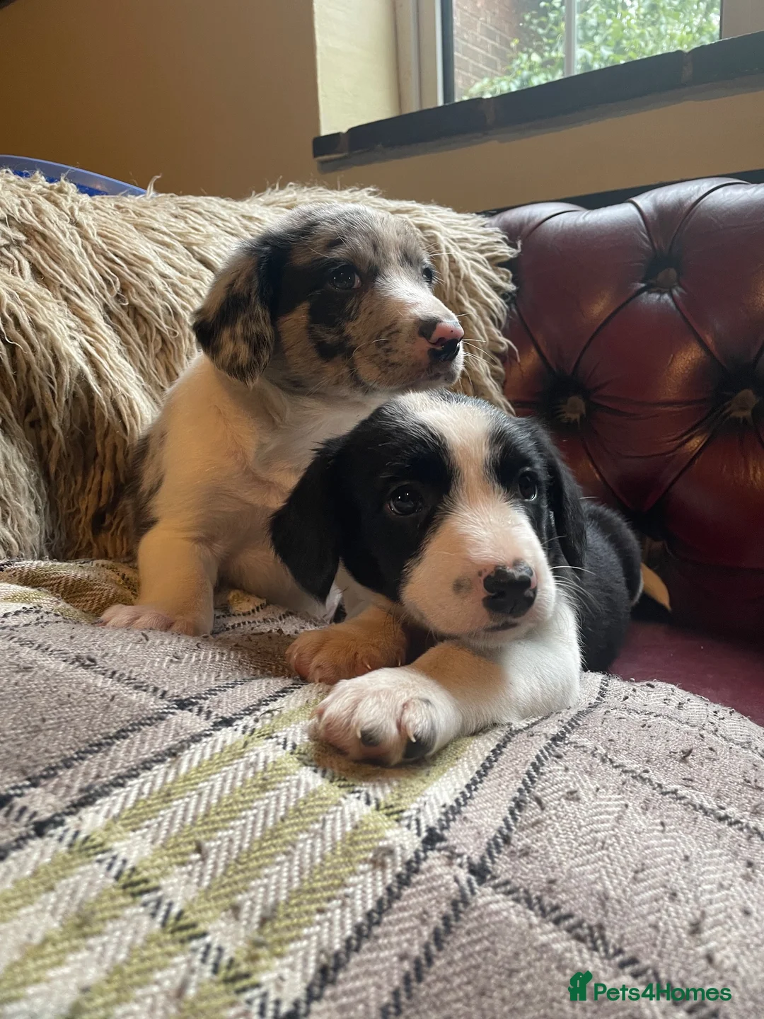 Sprollie dogs for sale: ⚡️Stunning Sprollie Puppies⚡️ - Advert 2
