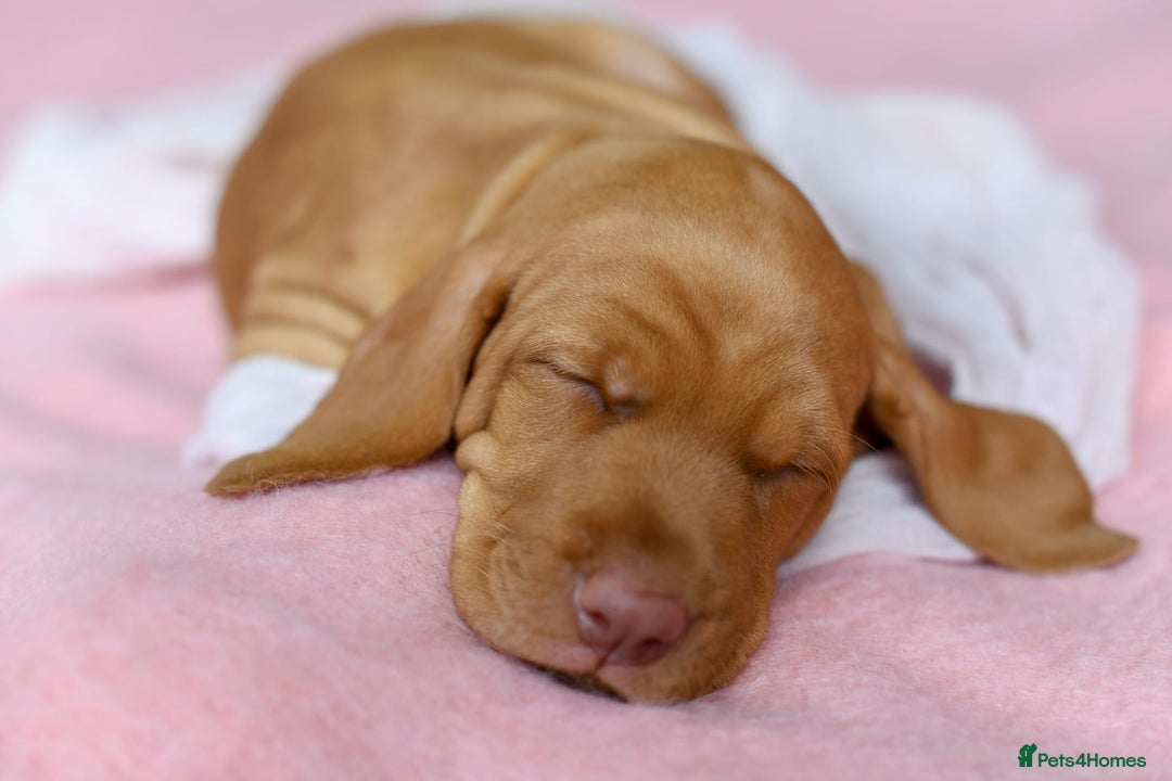 Hungarian Vizsla dogs for sale: Exceptional KC registered Hungarian Vizsla Litter - Image 24