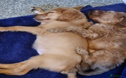 Irish Doodle dogs for sale: Beautiful Irish doodles for sale - Advert 2