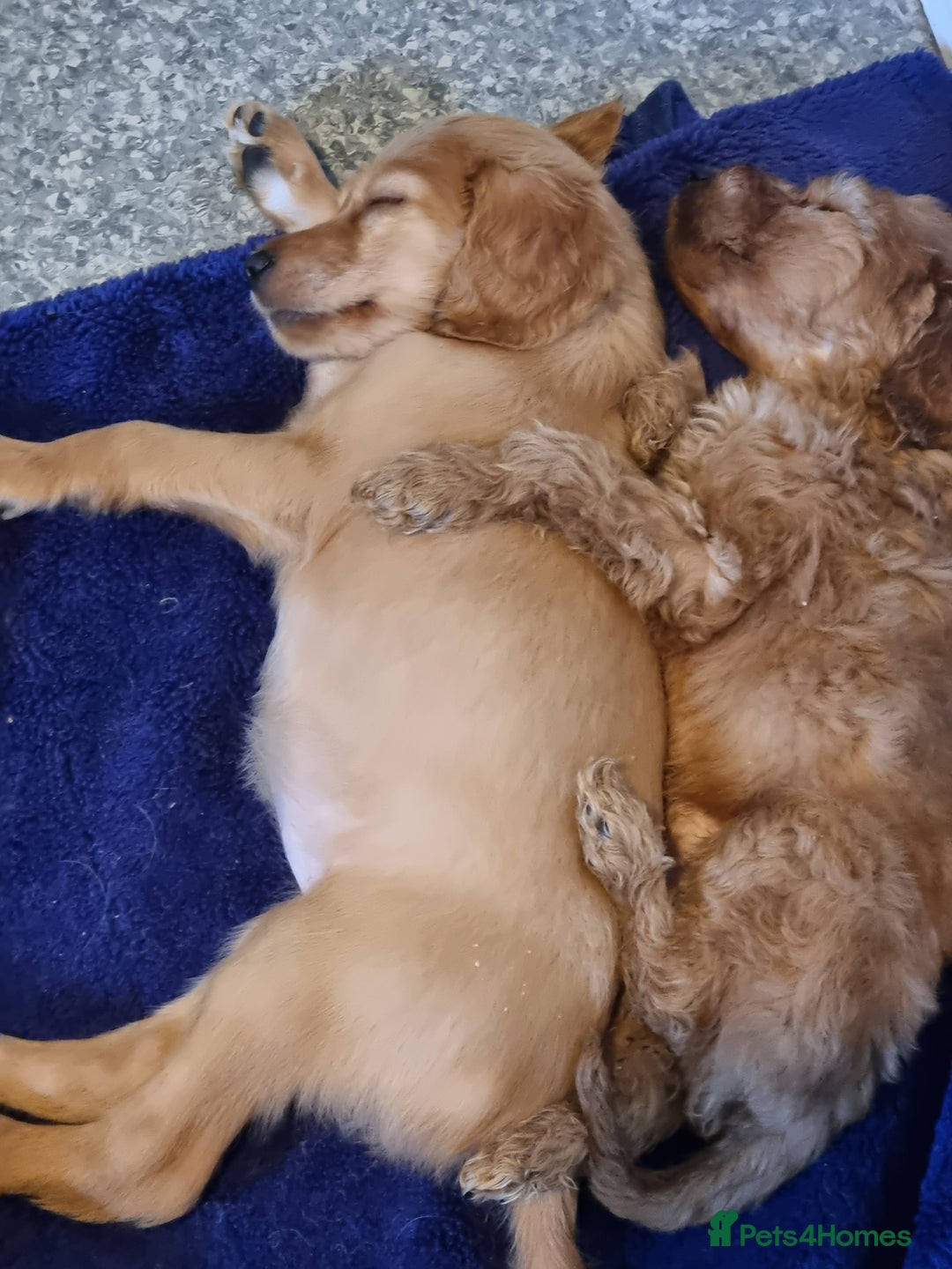 Irish Doodle dogs for sale: Beautiful Irish doodles for sale - Advert 2