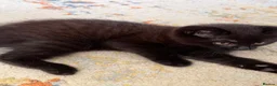 Mixed Breed cats for sale: Three lovely kittens.  - Advert 6