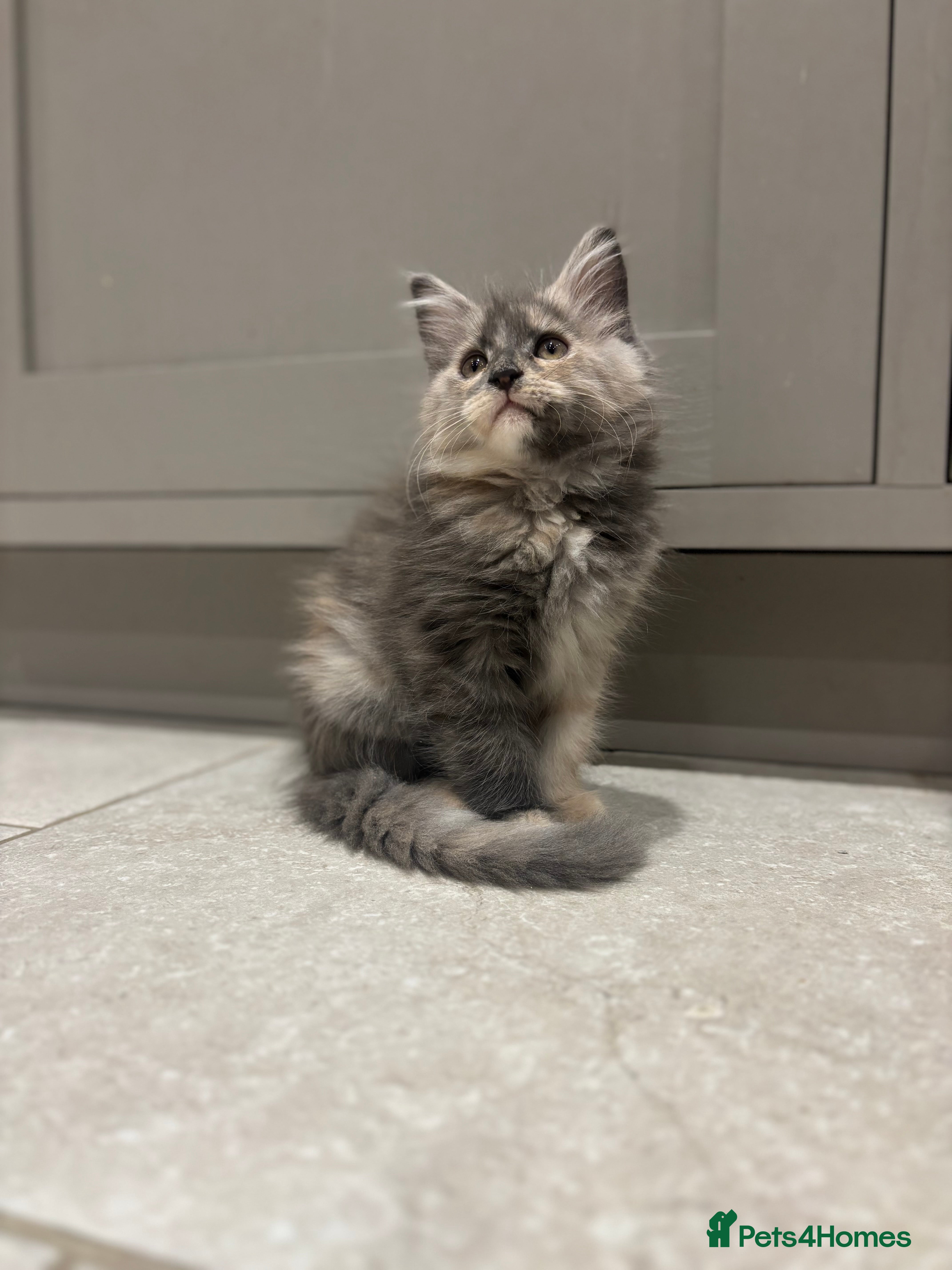 Maine Coon cats TICA Maine Coon Kittens - last one - Advert 13