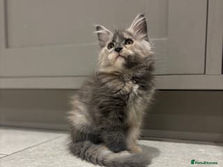 Maine Coon cats TICA Maine Coon Kittens - last one - Advert 13