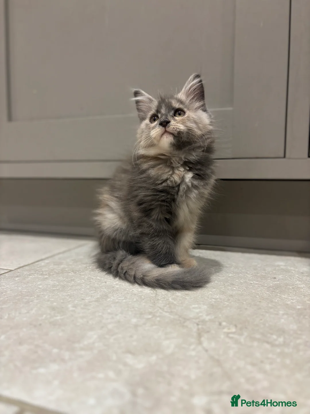 Maine Coon cats for sale: TICA Maine Coon Kittens - ready now - Advert 1