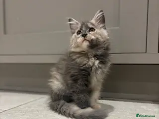 Maine Coon cats TICA Maine Coon Kittens - last one - Advert 12