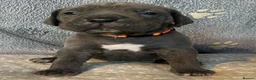 Cane Corso dogs for sale: Beautiful Blue Cane Corso Puppies  - Advert 11