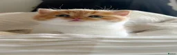 British Longhair cats for sale: ✨ Stunning TICA Reg British Longhair Kittens in Felixstowe - Advert 4