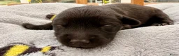Mixed Breed dogs for sale: 🐾 ✨POMSKY X MINIATURE DACHSHUND PUPPIES ✨🐾 - Advert 4