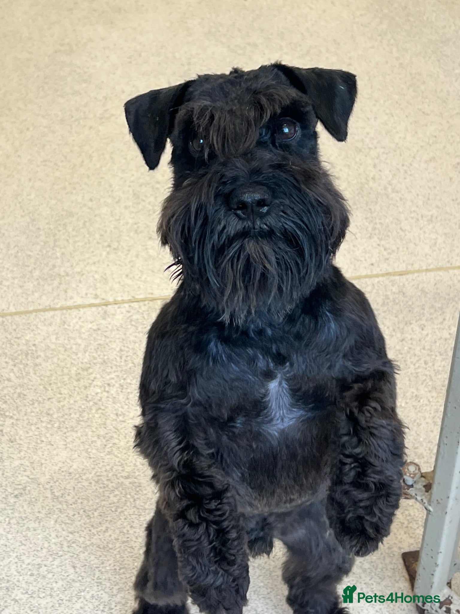 Miniature Schnauzer dogs for sale: KC reg miniature schnauzer adult boy  - Advert 7