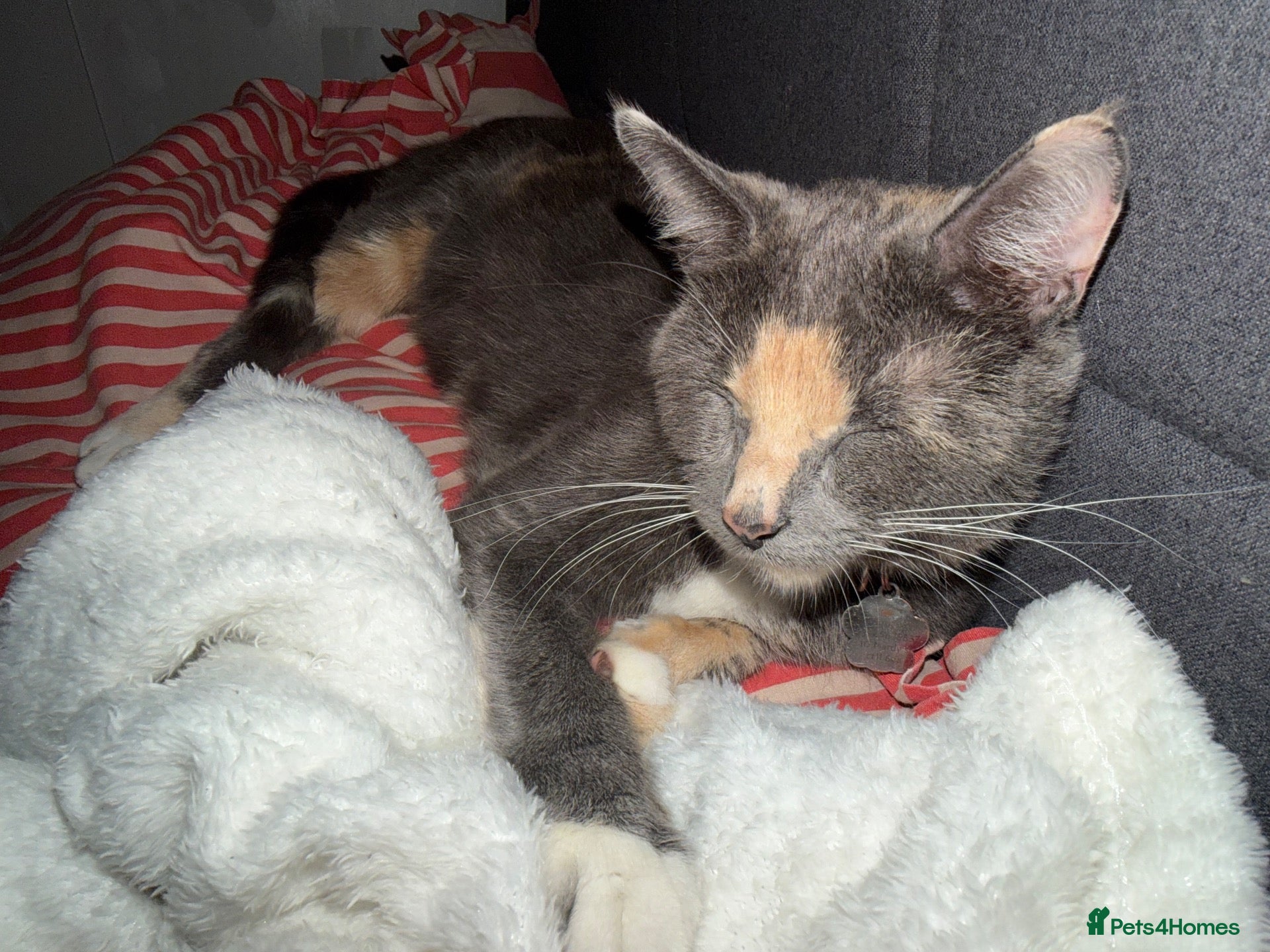 Mixed Breed cats 5 kittens for sale  - Advert 3