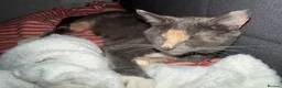 Mixed Breed cats for sale: 5 kittens for sale  - Advert 1